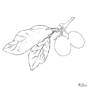 prune Coloriages À Imprimer